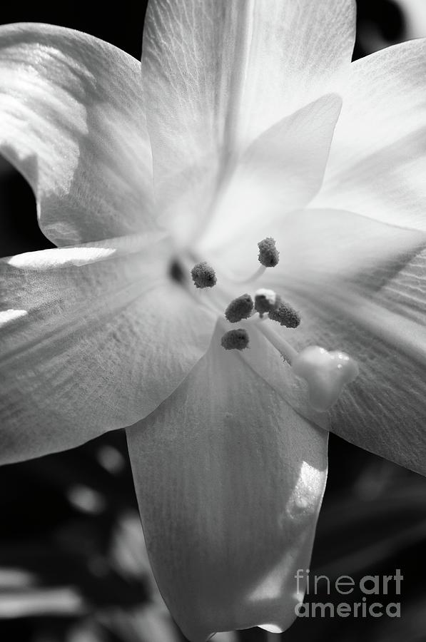 Lily Photograph - Black And White Easter Lily by Megan Cohen Lily Photograph - Black And White Easter Lily by Megan Cohen