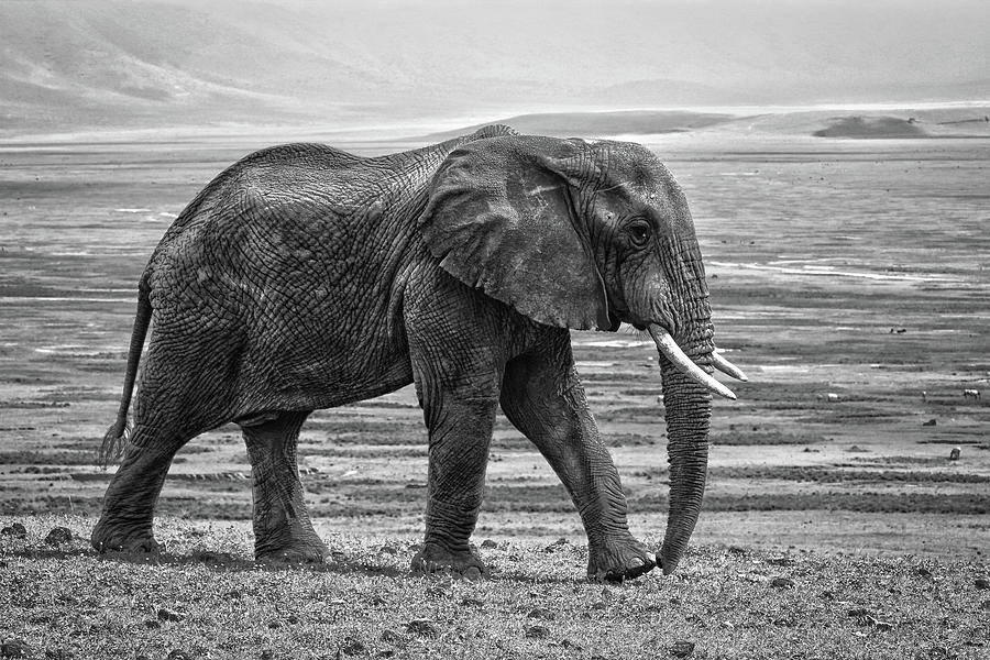 Elephant Photograph - Black And White Elephant Art by Wall Art Prints