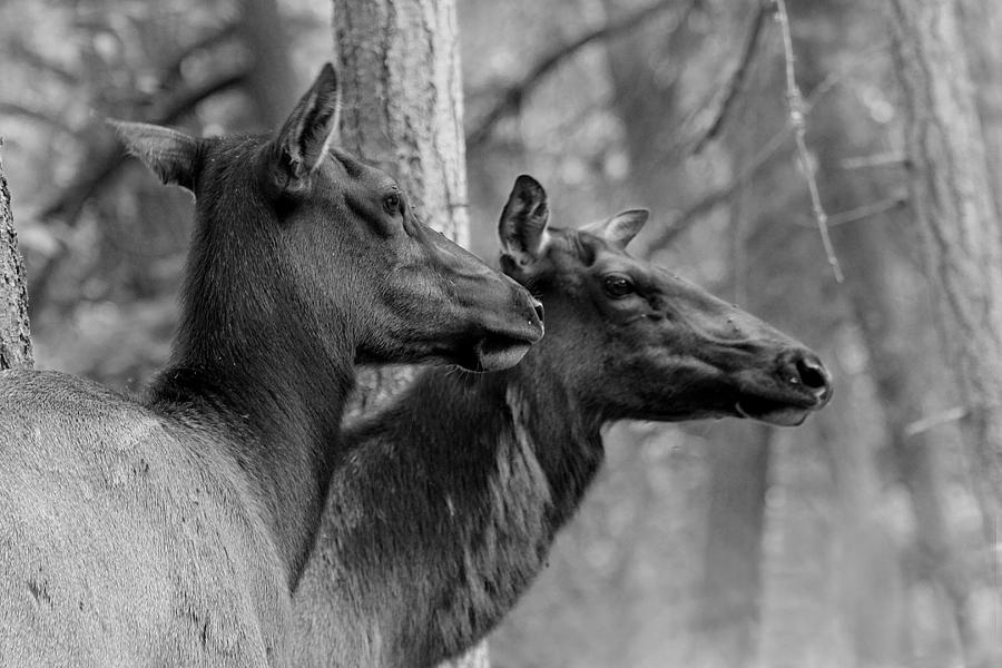 Black and White Elk Photograph by Steve McKinzie