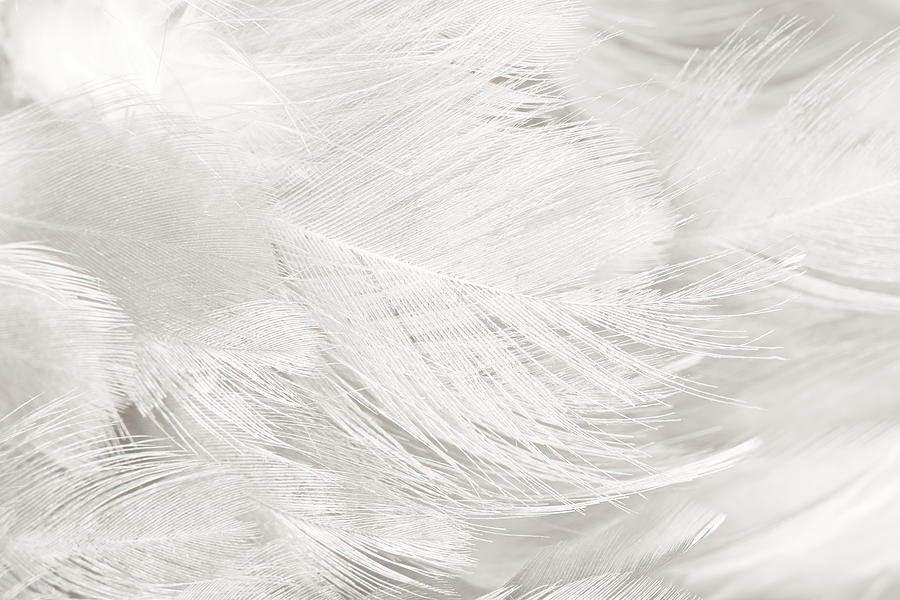 Peacock Photograph - Black And White Feather Texture Background  by Nattaya Mahaum