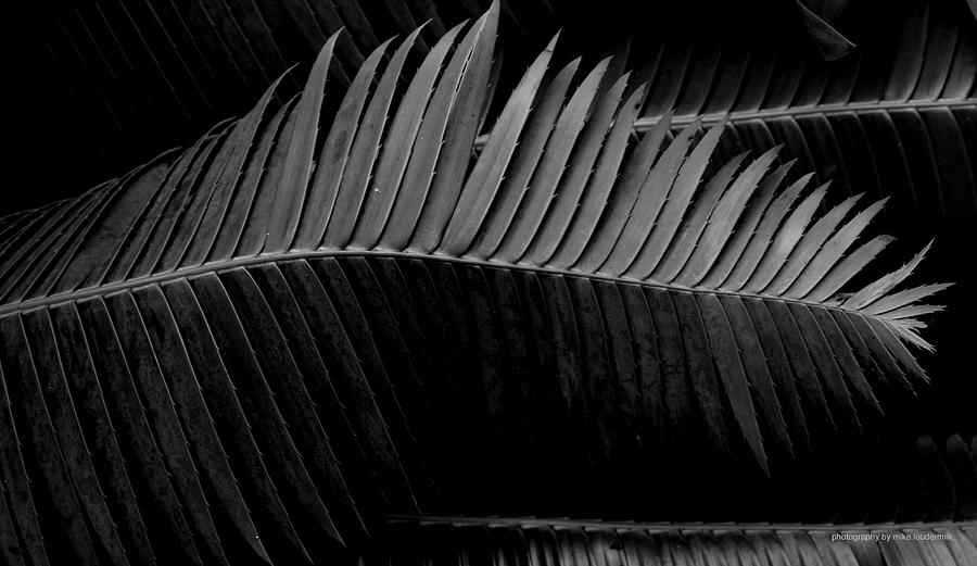 Black and White Fern Photograph by Mike Loudermilk - Fine Art America