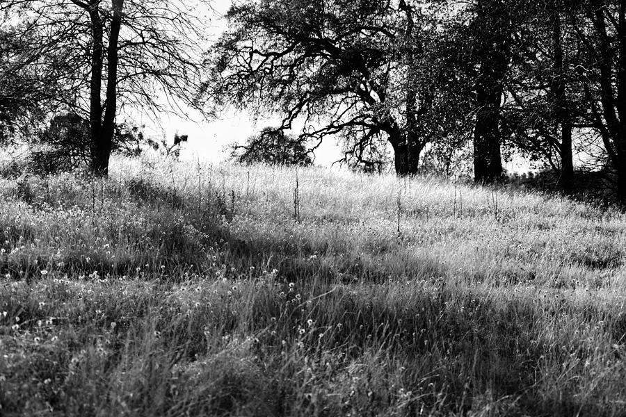 Black And White Field With Trees Photograph by Serena King