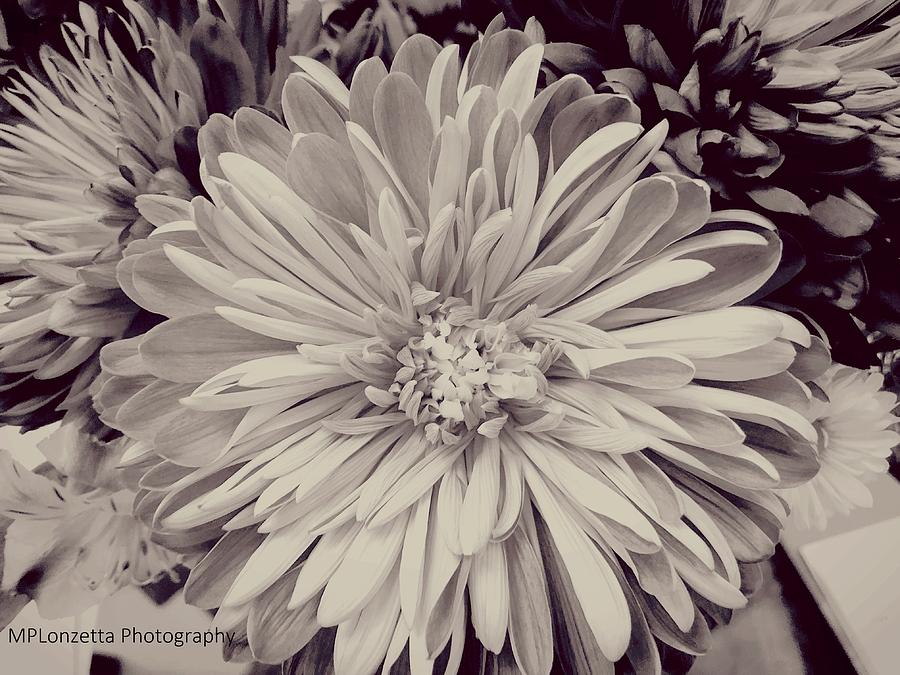 Black and White Flora Photograph by Marian Lonzetta