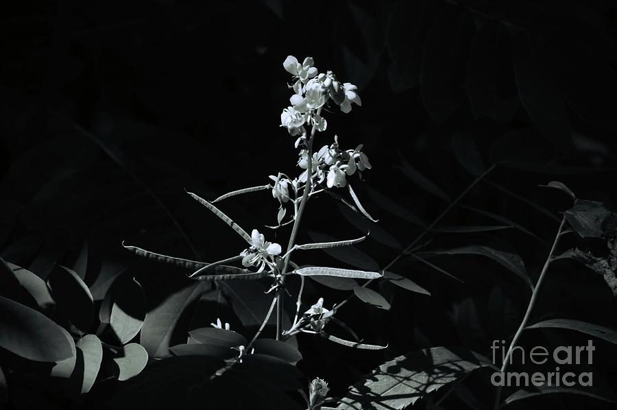 Black and White Floral Nature Art Photograph by Robyn King