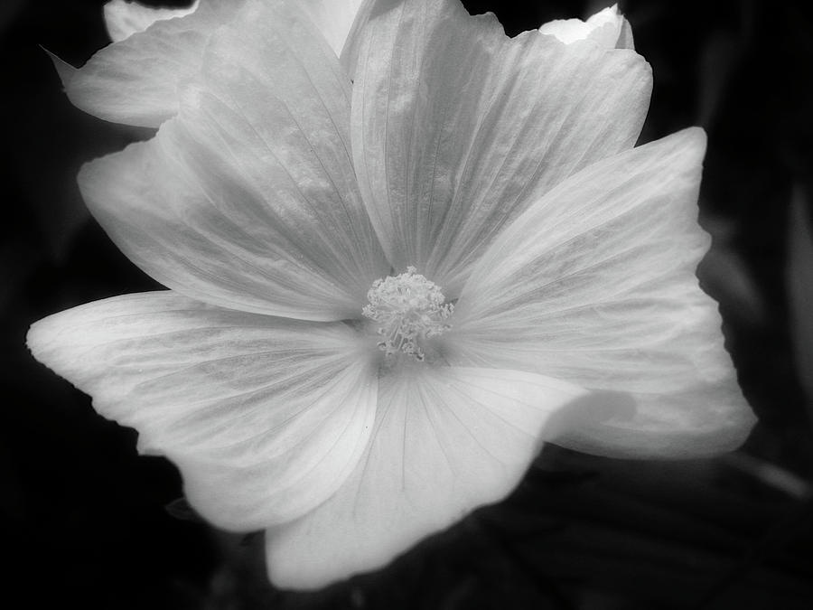 Black and White Floral Photograph by Rhonda Barrett
