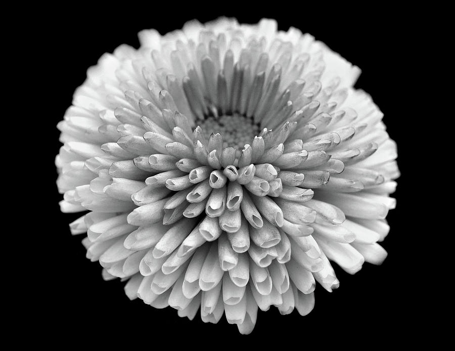 Black and white flower 1 Photograph by Lilia S