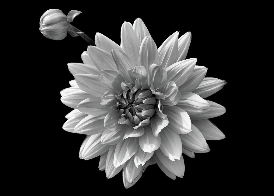 Black and white flower 3 Photograph by Lilia S