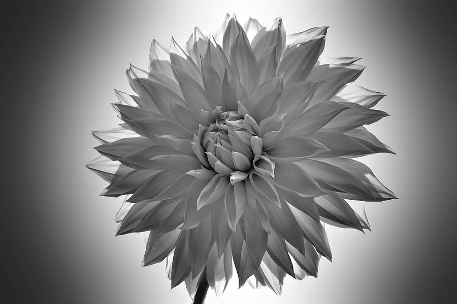 Black and white flower 4 Photograph by Lilia S