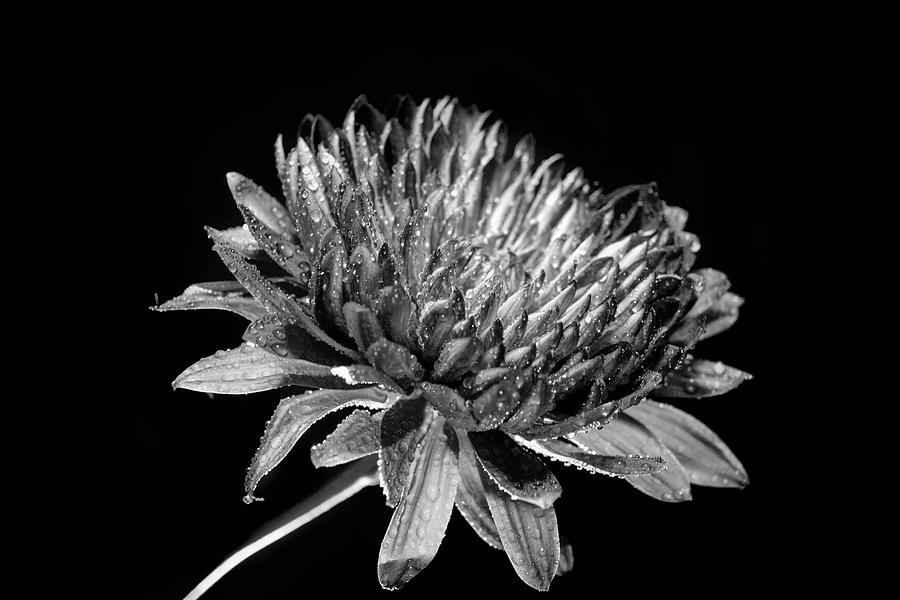 Black and white flower 5 Photograph by Lilia S