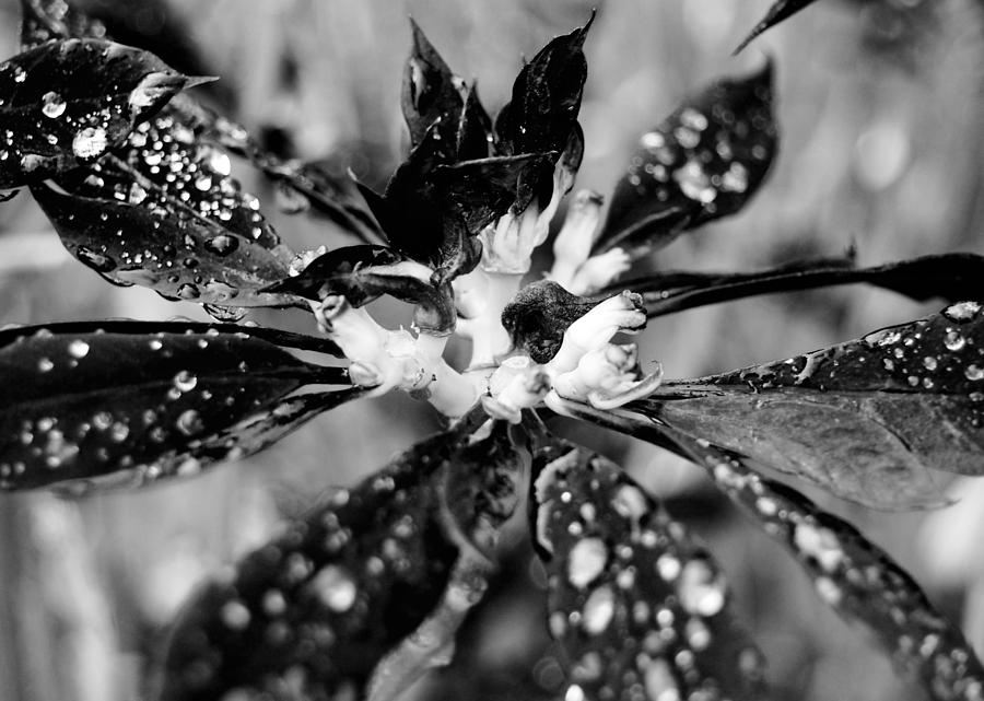 Black and White Flower Photograph by Amy Fose