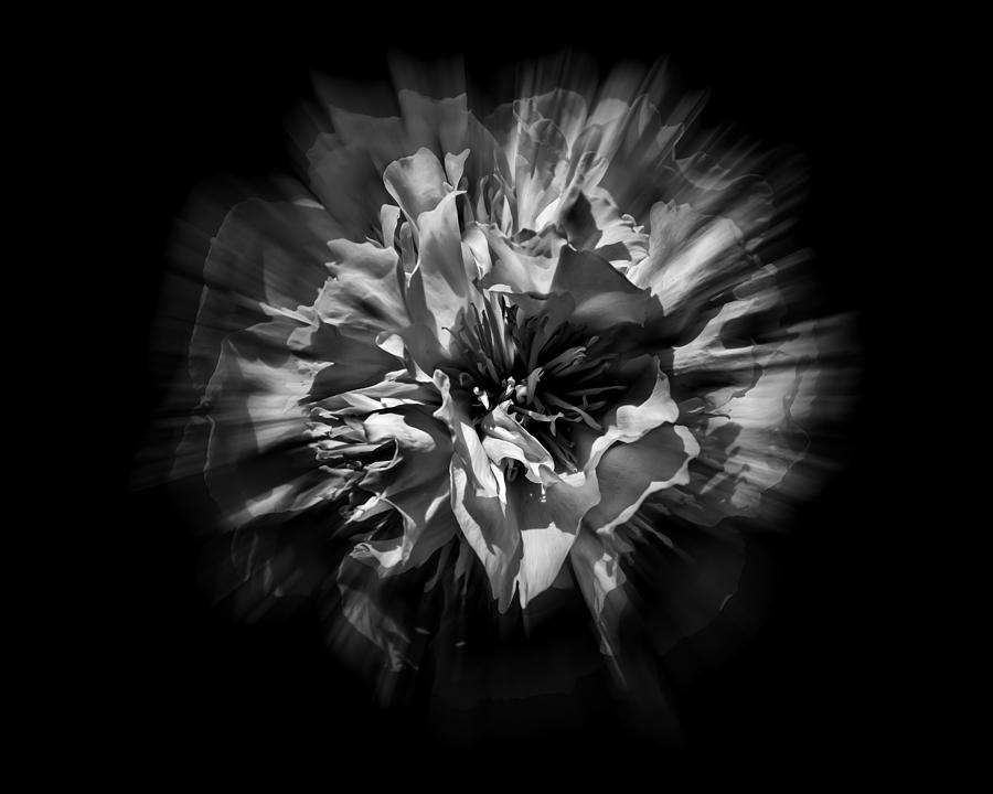 Abstract Photograph - Black and White Flower Flow 1 by Brian Carson