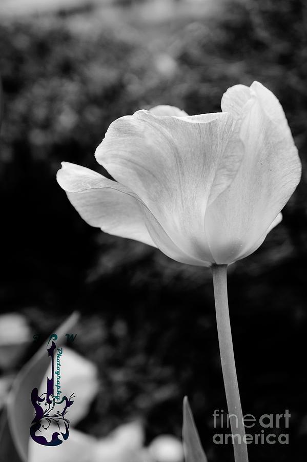 Black And White Flower Photograph
