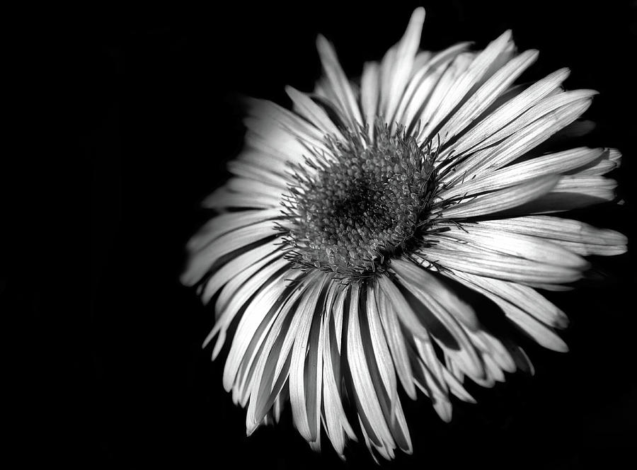 Black and white flower Photograph by Lilia S