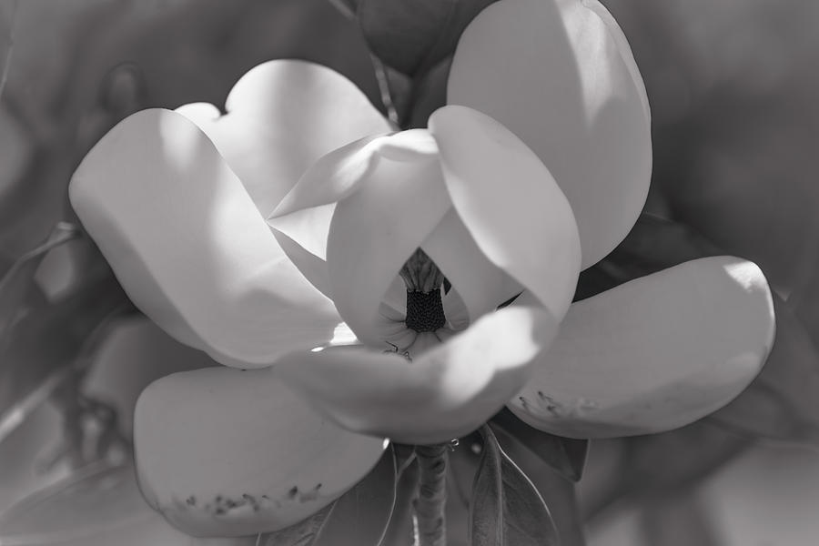 Magnolia Movie Photograph - Black and white flower, Magnolia by Zina Stromberg