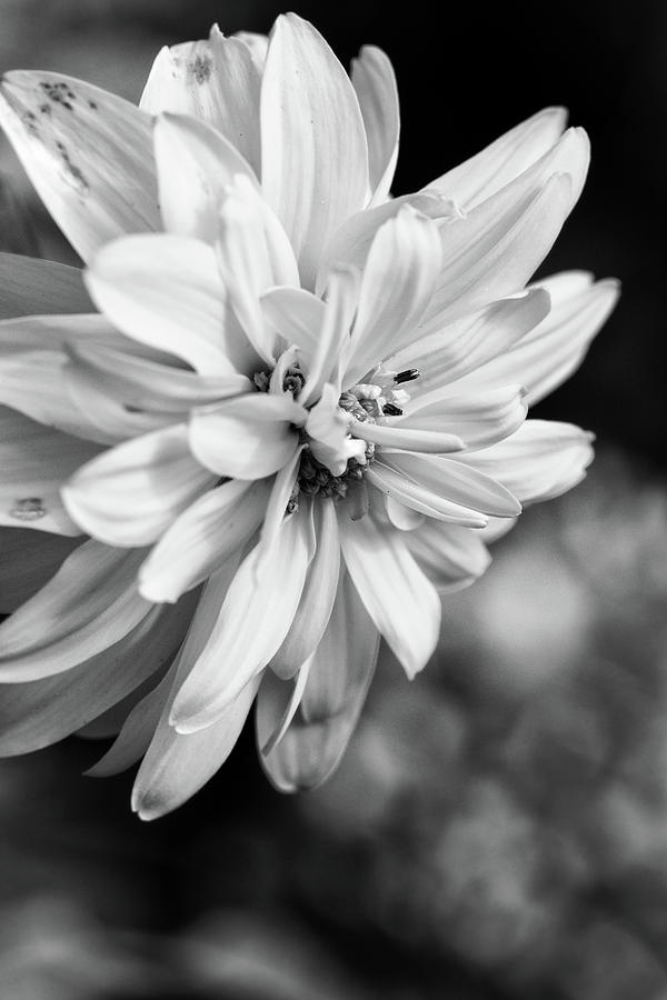 Black and White Flower Photograph by Steve Konya II - Fine Art America