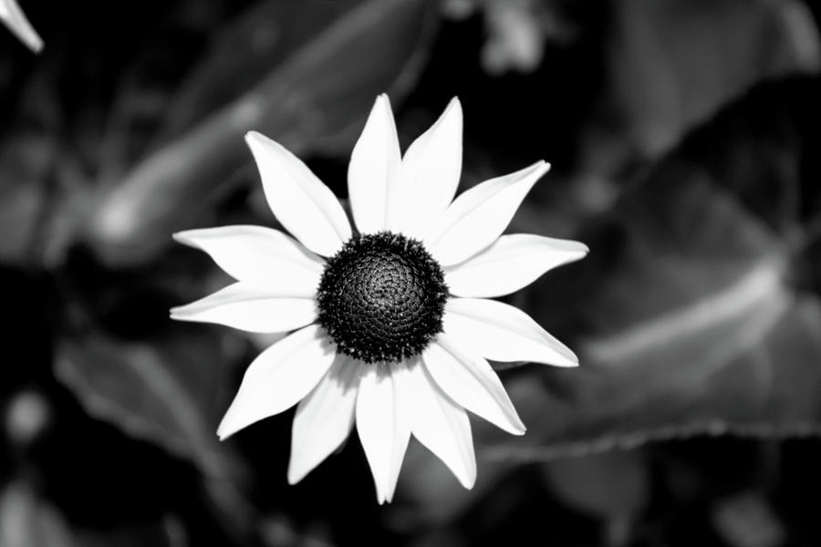 Black And White Flower Photograph by Susie Carey - Fine Art America