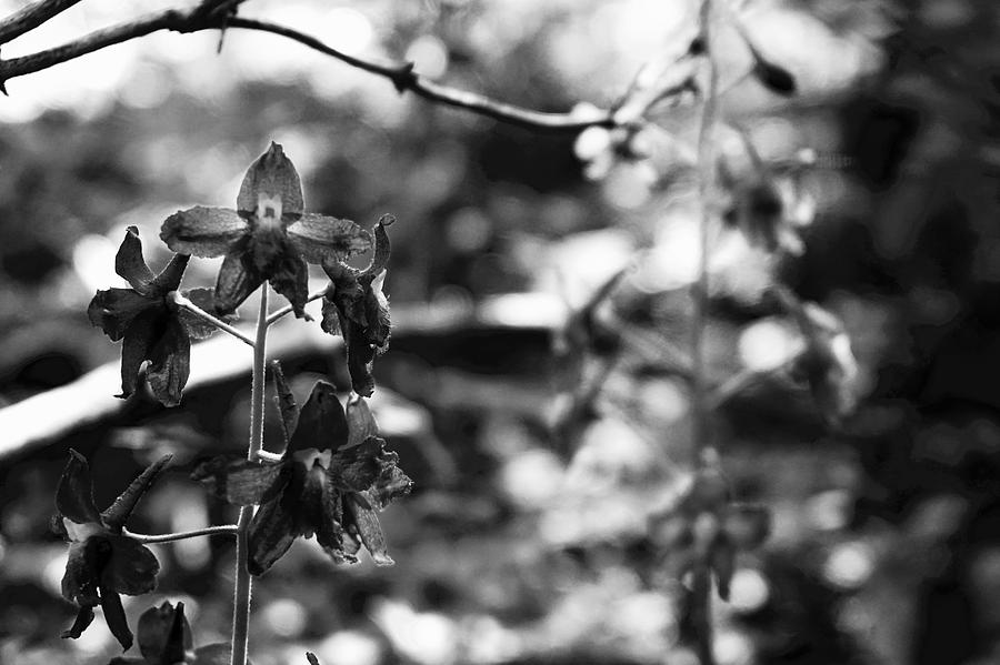 Black And White Flower Up Close Photograph By Elizabeth Jeffries - Fine 