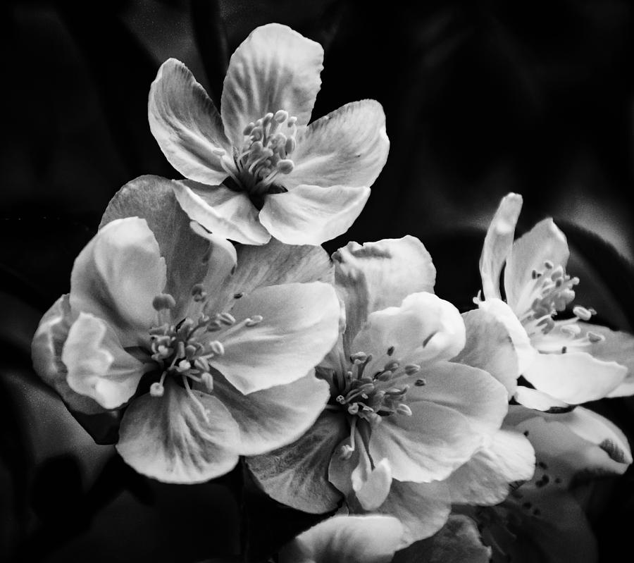 Black and White Flowers Photograph by Jay Stockhaus