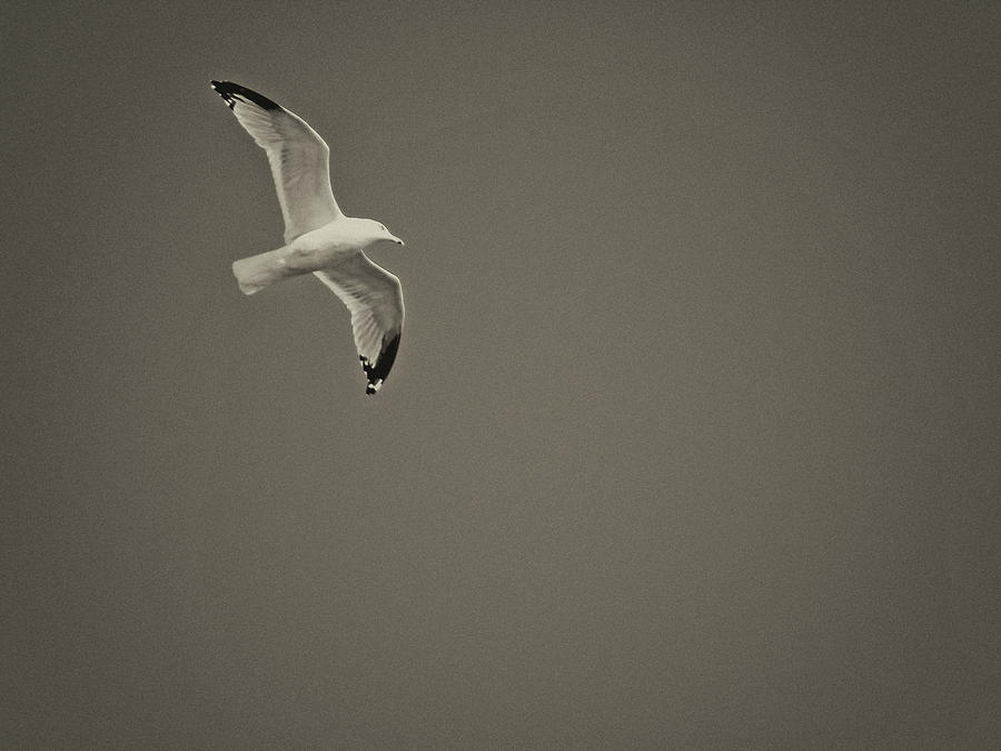 Black And White Flying Gull Photograph