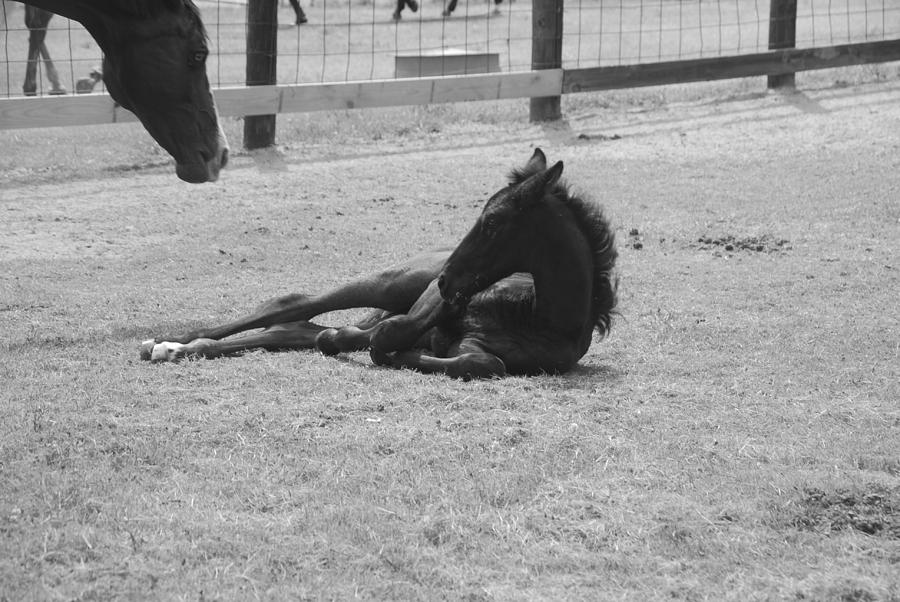 Black and White Foal 2 Photograph by Max Mullins