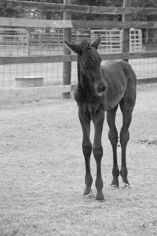 Black and White Foal Photograph by Max Mullins