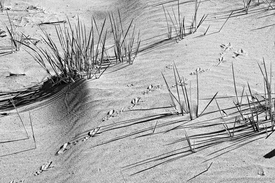 Black and White Footprints and Beach Grass Popham Beach Maine Photograph by Keith Webber Jr
