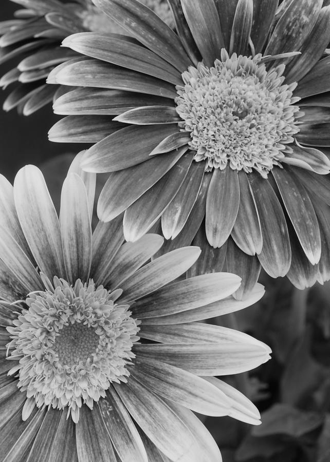 Black and White Gerber Daisies 2 Photograph by Amy Fose - Fine Art America