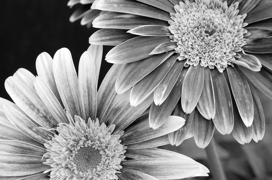 Black And White Gerber Daisies 3 Photograph