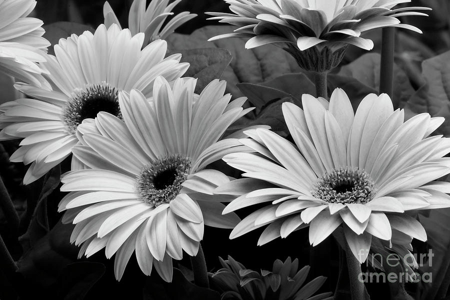 Black and White Gerber Daisies Photograph by Jill Lang