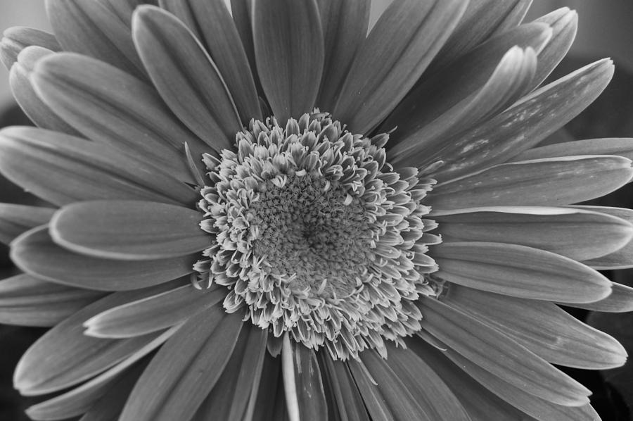 Black and White Gerber Daisy 4 Photograph by Amy Fose