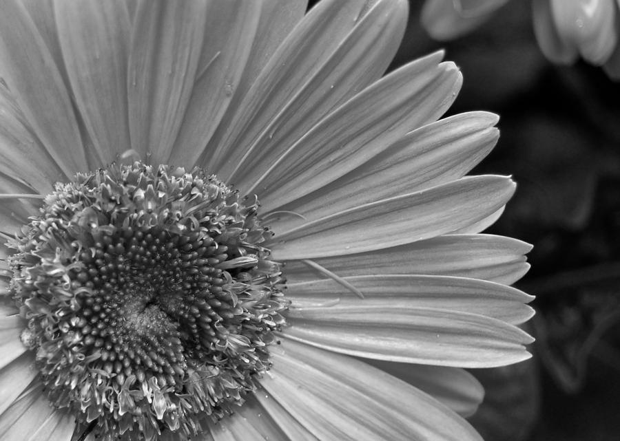 Black and White Gerber Daisy 5 Photograph by Amy Fose