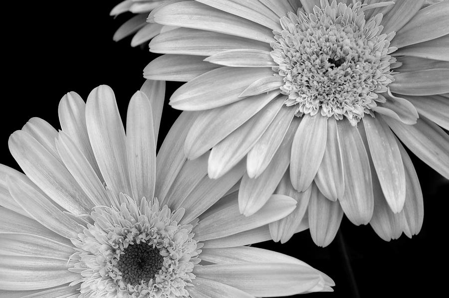 Black And White Gerbera Daisies 1 Photograph by Amy Fose
