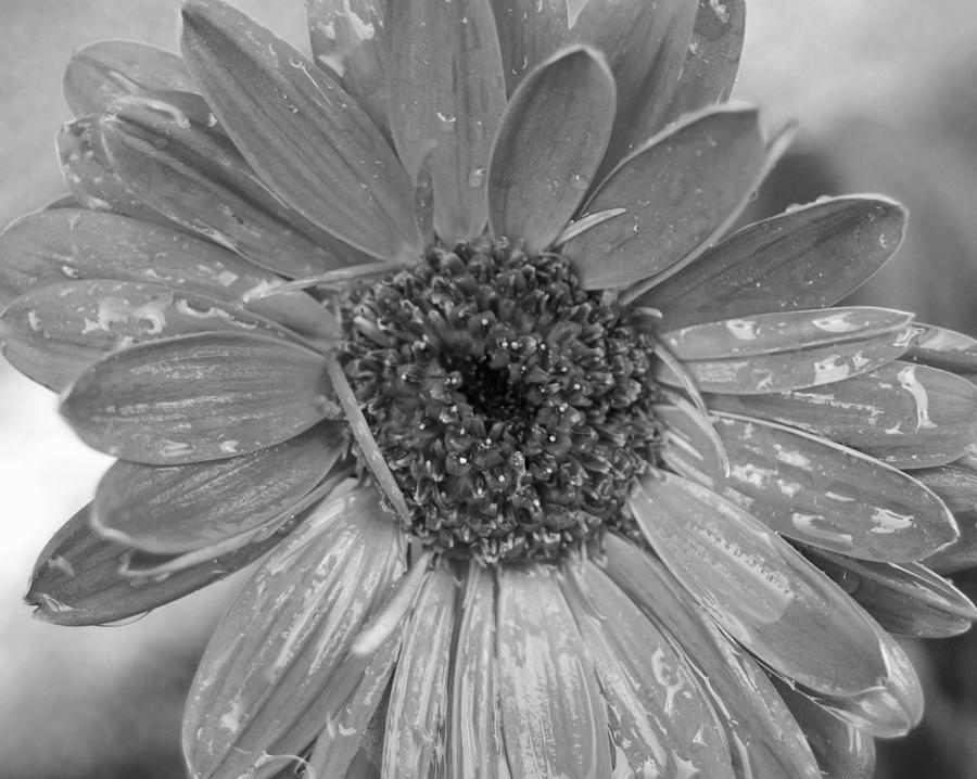 Black and White Gerbera Daisy Photograph by Amy Fose