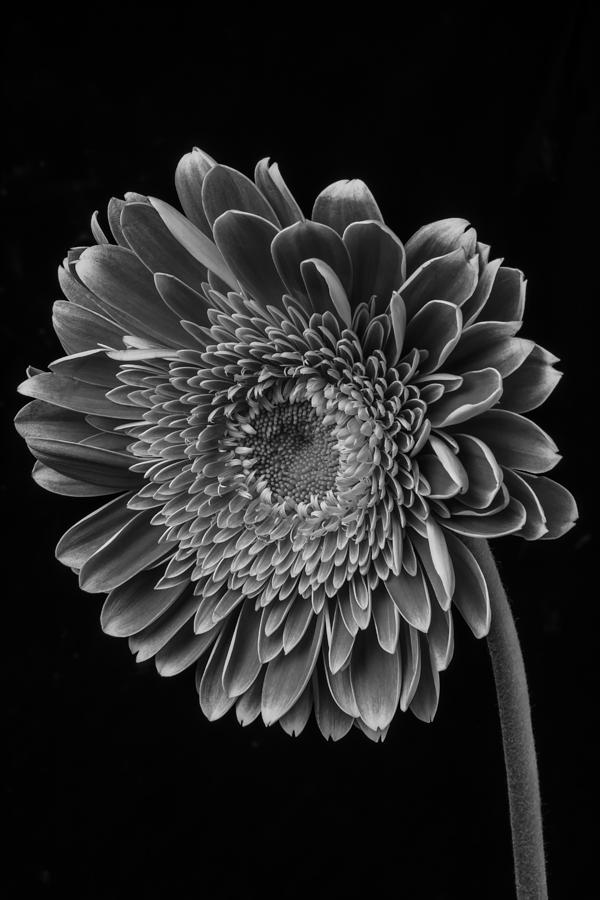 Black And White Photograph - Black And White Gerbera Daisy by Garry Gay