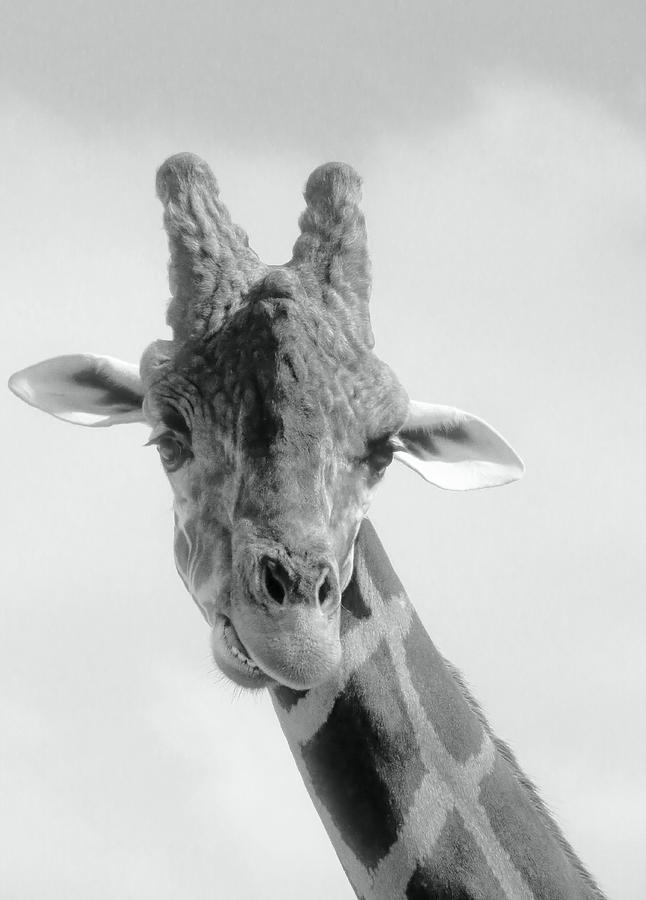 Black and White Giraffe Portrait Photograph by Rosalie Scanlon