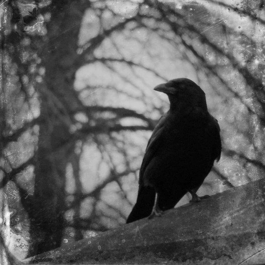 Black And White Gothic Crow Photograph by Gothicrow Images - Pixels