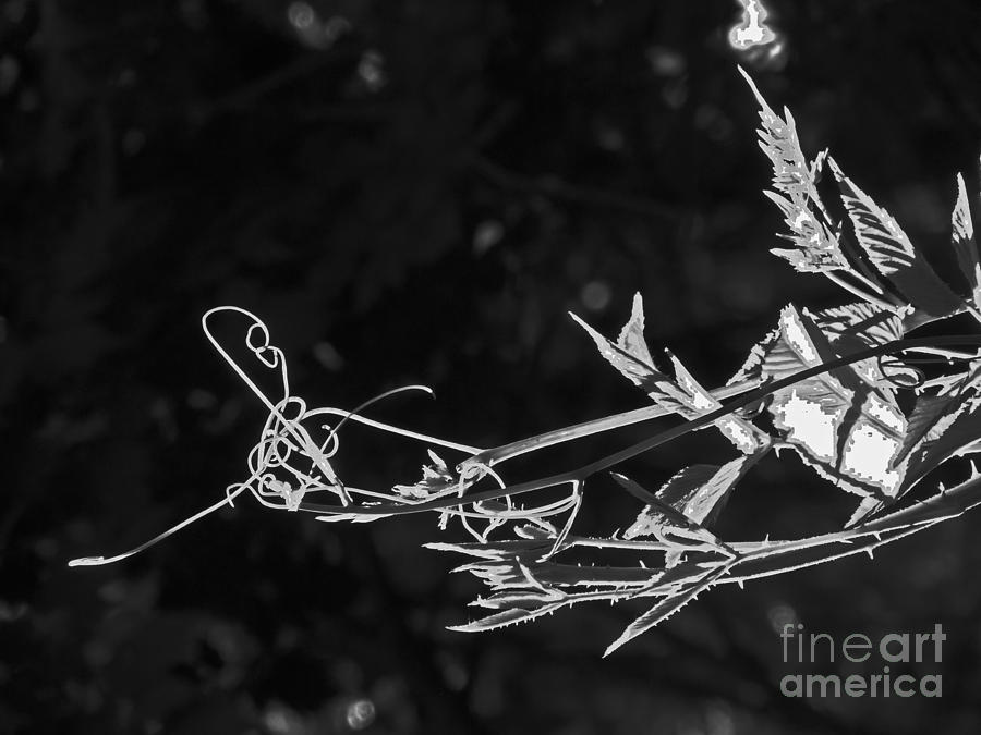 Black and White Grape vine Reaching Photograph by David Frederick