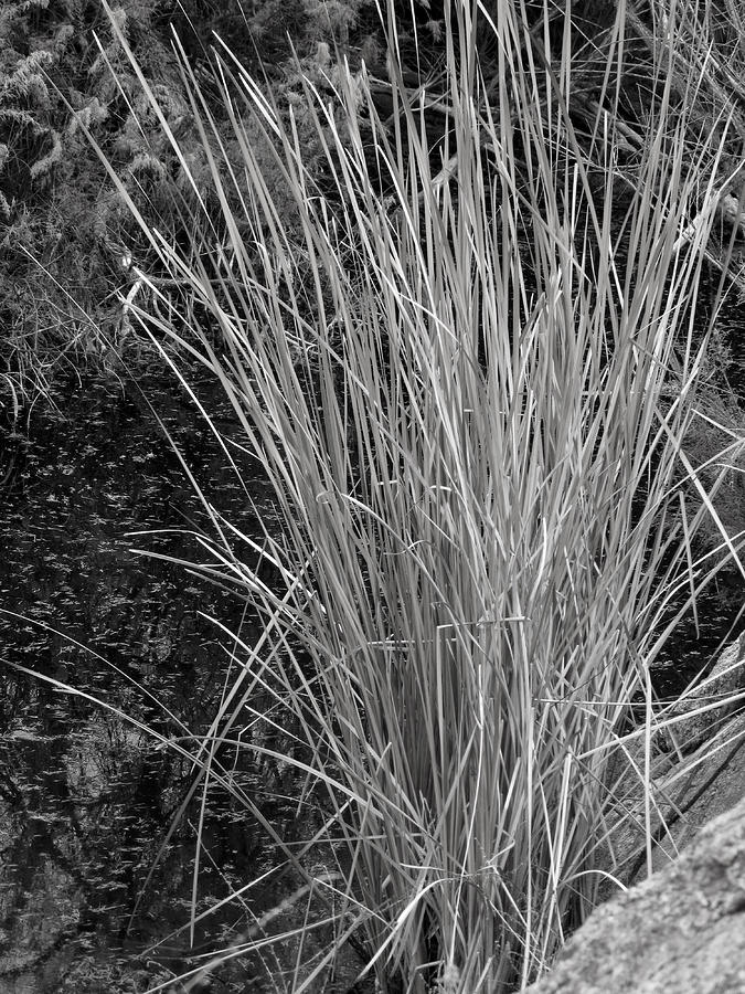 Black and White Grass Photograph by Laurel Powell