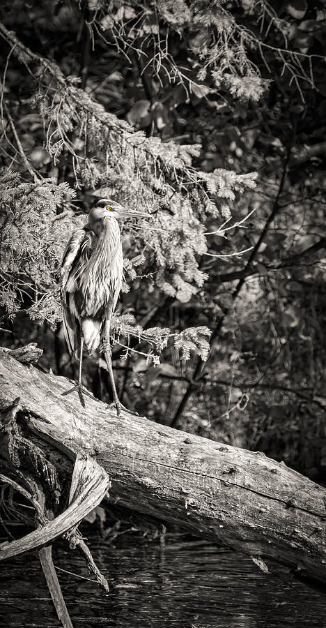 Black and White Great Blue Heron 2013-1 Photograph by Thomas Young