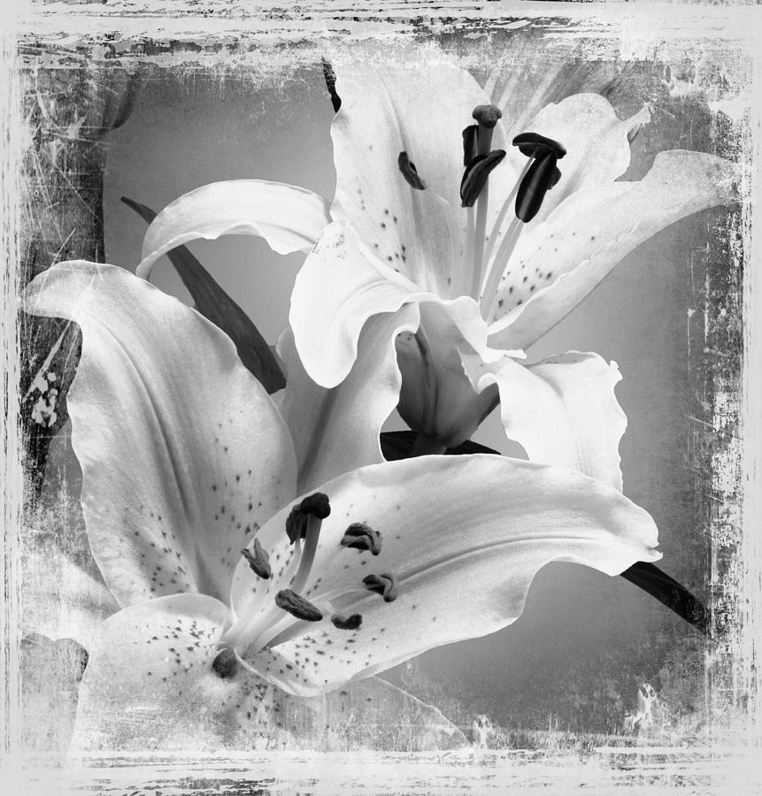 Black And White Grunge Lilies Photograph by Georgiana Romanovna