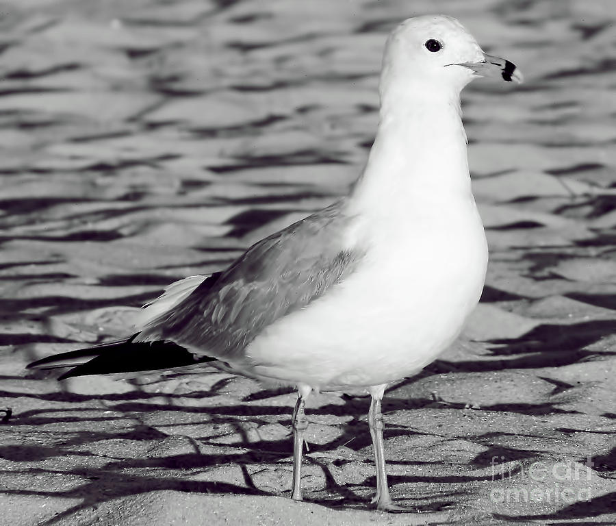 Black and White Gull Photograph by D Hackett