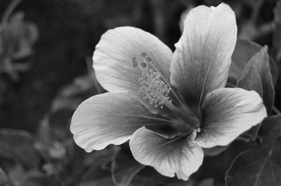 Black and White Hibiscus 1  Photograph by Amy Fose