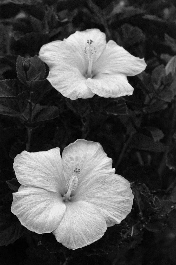 Black and White Hibiscus Duo Photograph by Amy Fose