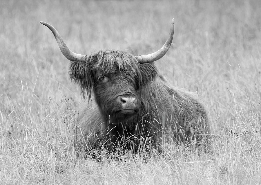 Black And White Highland Bull Photograph By Steve Mckinzie - Fine Art 