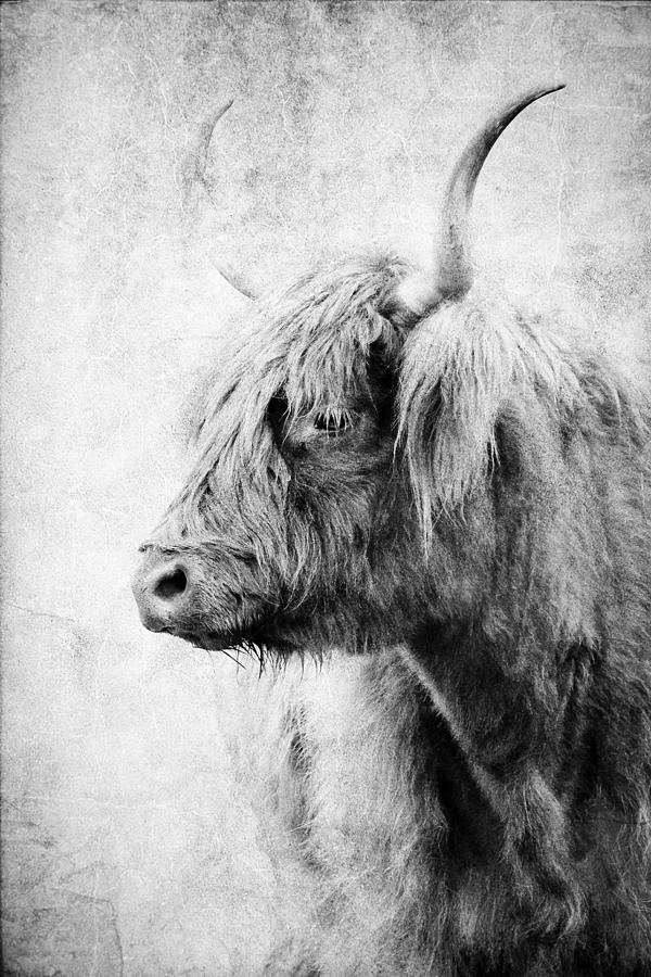 Animal Photograph - Black And White Highlander Cow by Athena Mckinzie
