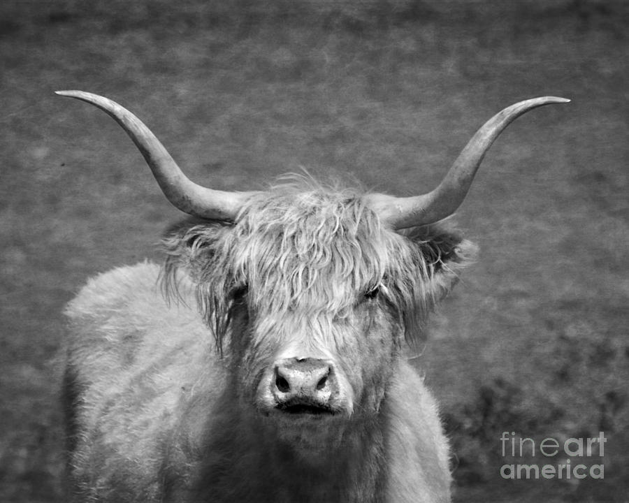 Black And White Highlander Photograph by Linsey Williams