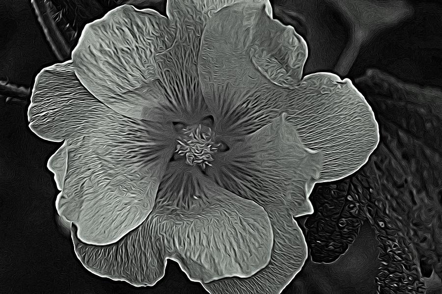 Black and White Hollyhock Photograph by Modern Art - Fine Art America