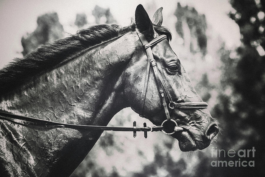 Black and White Horse Art Portrait Photograph by Dimitar Hristov
