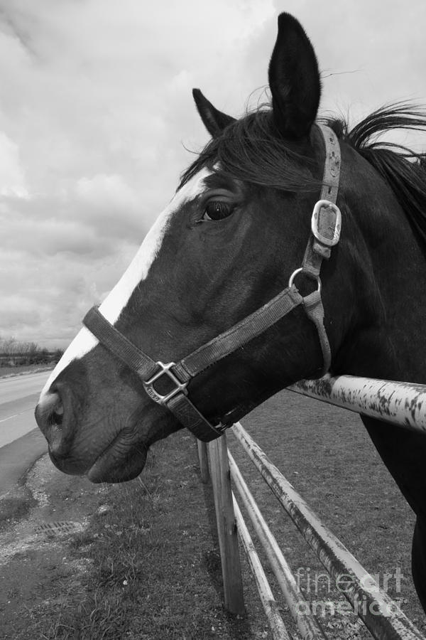 Black and White Horse Beauty Photograph by Donna L Munro