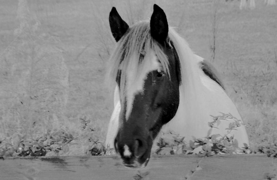 Black and White Horse Photograph by Eileen Brymer